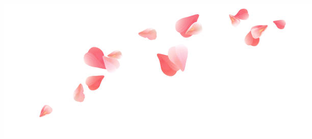 rosa blütenblätter isoliert auf weißem hintergrund fliegen. blütenblätter in form von herzen. vektor - blütenblatt stock-grafiken, -clipart, -cartoons und -symbole
