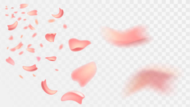 Pink petals on a transparent background Isolated flying pink petals of flowers on a white transparent background. Petals of sakura or roses. petal stock illustrations