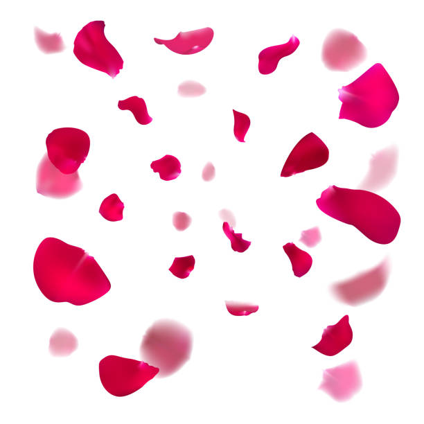 ピンクのバラの花びらが落ちています。 - 花びら点のイラスト素材／クリップアート素材／マンガ素材／アイコン素材