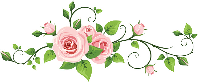 Pink rose vine. Vector illustration.