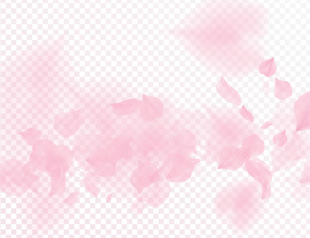 bildbanksillustrationer, clip art samt tecknat material och ikoner med rosa sakura blomma faller kronbladen vektor transparent bakgrund. 3d romantiska alla hjärtans dag illustration. våren anbud ljus bakgrund. överlagra ömhet romantik design. - pink nature soft