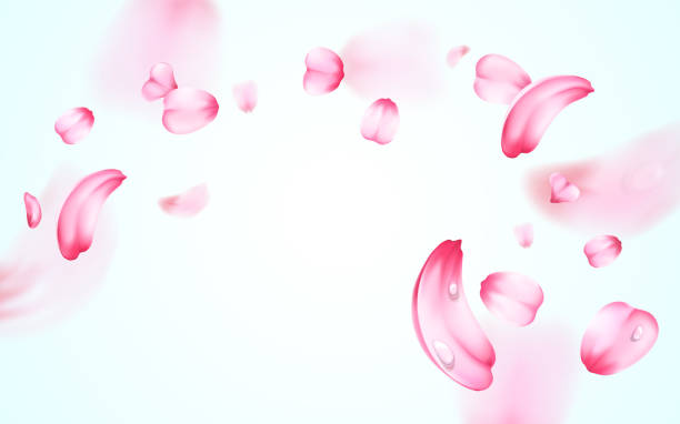 新鮮な桜のピンクのぼかし効果を持つ露滴の水と花びらを落ちるします。ベクトルの背景。3 d 現実的な詳細なロマンチックなイラスト - 花びら　舞う点のイラスト素材／クリップアート素材／マンガ素材／アイコン素材