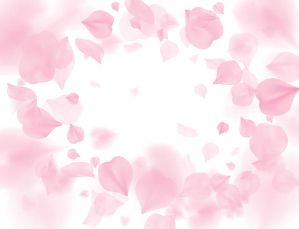 花のベクトルの背景のピンクの桜花びら。ロマンチックな花は、白い背景で隔離。バレンタイン 3 d 図をオーバーレイします。春の優しい光センターの背景。優しさロマンス デザイン - 春点のイラスト素材／クリップアート素材／マンガ素材／アイコン素材