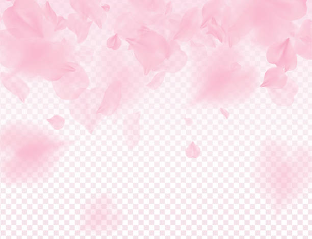 ピンクの桜の花びらの透明な背景。落ちてくる花弁の 3 d ロマンチックなバレンタインの日イラストの多く。春の優しい光背景。半透明のオーバーレイ優しさロマンス デザイン - 花びら点のイラスト素材／クリップアート素材／マンガ素材／アイコン素材