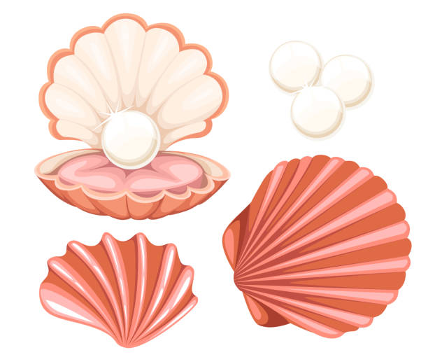 Pink seashell with pearl. Vector illustration isolated on white background. Pink seashell with pearl. Vector illustration isolated on white background. Website page and mobile app design pink pearl stock illustrations