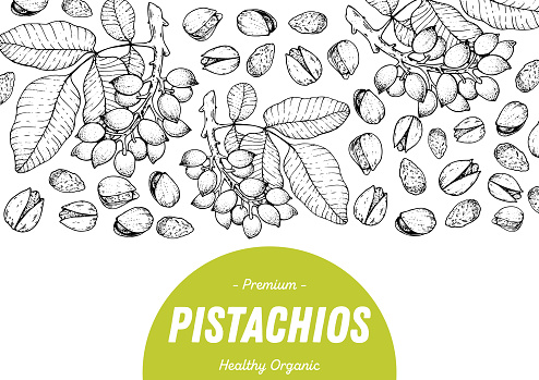 Pistachios hand drawn sketch. Nuts vector illustration. Organic healthy food. Great for packaging design. Engraved style. Black and white color.