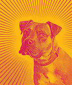 Engraving illustration of a Pit Bull Terrier with sun rays background
