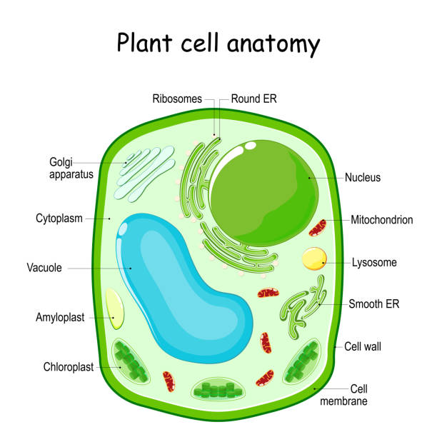 Plant cell structure. Plant cell structure. vector diagram.  anatomy of a biological cell with labeled parts. cross section of a plant cell. Illustration for education. Poster endoplasmic reticulum stock illustrations
