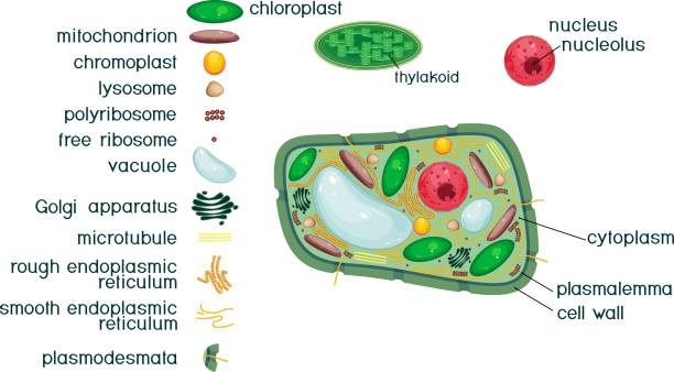 Plant cell structure with titles and different organelles  photosynthesis diagram stock illustrations