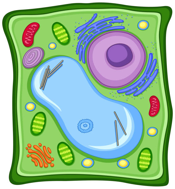 Plant cell with cell membrane Plant cell with cell membrane illustration endoplasmic reticulum stock illustrations