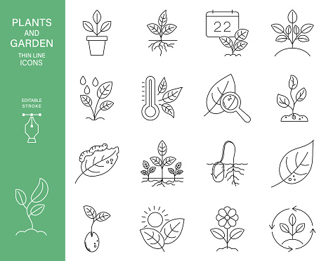 Nature growth concept icons on a Transparent background. There is NO white shape behind this icon so it’s easier to drop the .eps file into your projects.