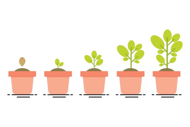 식물 성장 단계 - 화단 stock illustrations