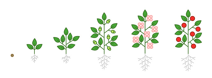 Plant growth stages infographic. Seedling, budding flowering and fruit. Growing period steps. Harvest animation progression phase. Cycle of life schema.