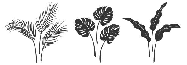 plant new 01 Set of silhouettes of palm leaves isolated on a white background. Vector illustration banana silhouettes stock illustrations