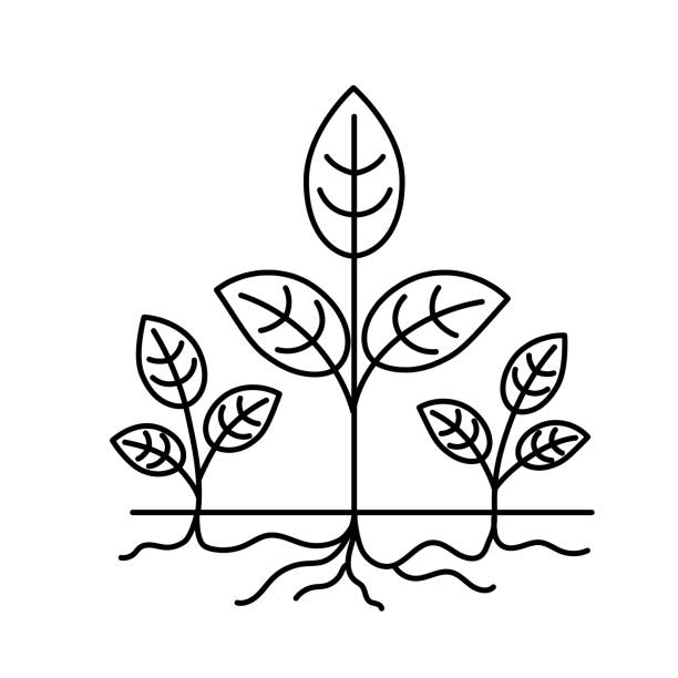 Plant Propagation By Rhizome Thin Line Icon With Editable Stroke On Transparent Base vector art illustration