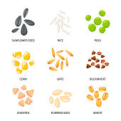 Plant seeds, cereal grains set. Vector illustrations of collection with inscriptions. Planting seedling, pumpkin sunflower buckwheat oat chickpea rice wheat seeds isolated on white. Harvest concept