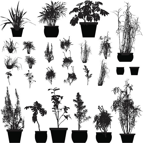 Plant silhouette collection A collection of 25 detailed plant silhouettes. Each plant pot is a different pathway. plant silhouettes stock illustrations