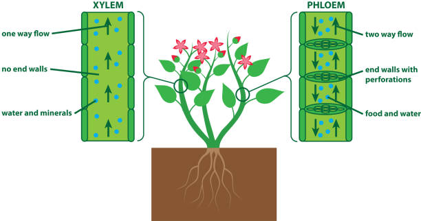 Plant tissue diagram Plant diagram xylem and phloem photosynthesis diagram stock illustrations