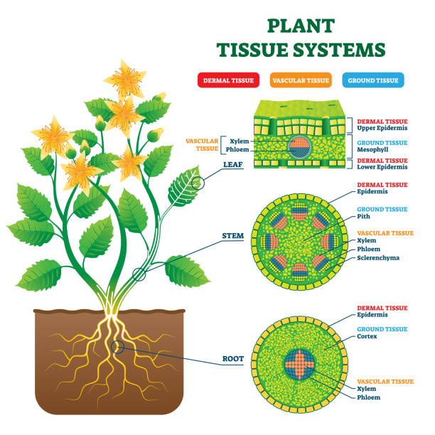 Plant Tissue Systems vector illustration. Labeled biology structure scheme. Plant Tissue Systems vector illustration. Labeled biological structure scheme. Anatomical diagram with leaf, stem and root microscopic graphic. Plant inner vascular, dermal and ground cross section. photosynthesis diagram stock illustrations