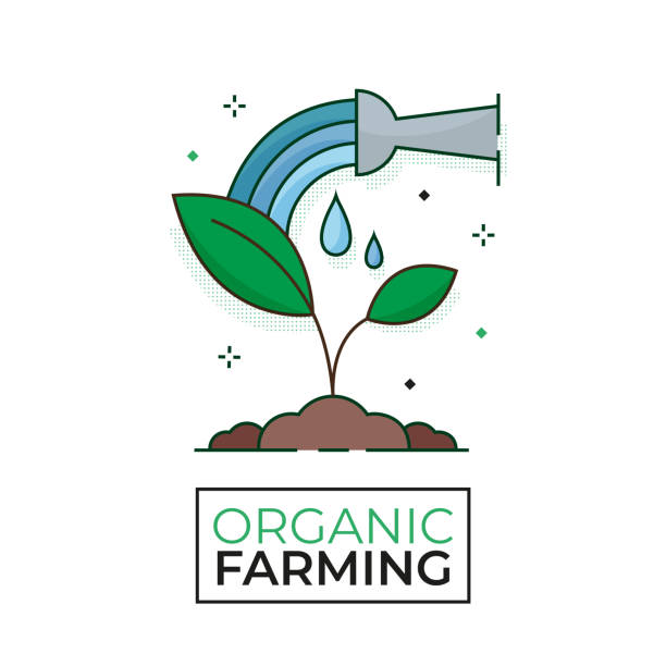 Plant watering icon - Growth - Organic Farming - Editable stroke Plant watering icon - Growth - Organic Farming - Editable stroke growth clipart stock illustrations