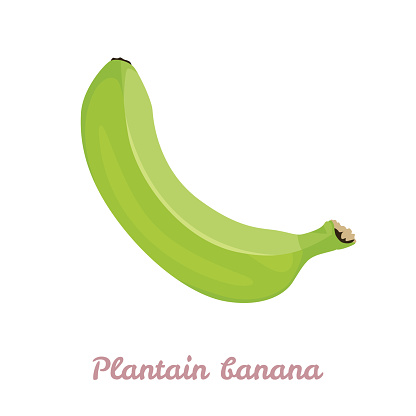 Plantain banana isolated on white background. Vector illustration of fresh tropical fruit in cartoon flat style.