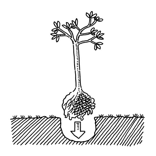 Hand-drawn vector drawing of a Planting A Tree Concept. Black-and-White sketch on a transparent background (.eps-file). Included files are EPS (v10) and Hi-Res JPG.