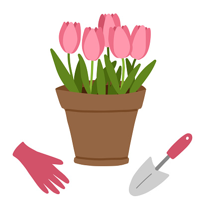 Planting tulips in a pot, scoop and gloves isolated on a white background. Spring flowers.