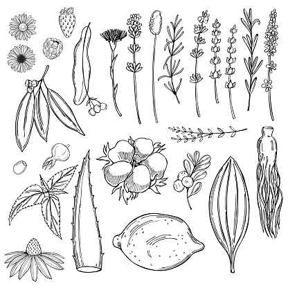 Plants for natural cosmetics. Vector illustration.