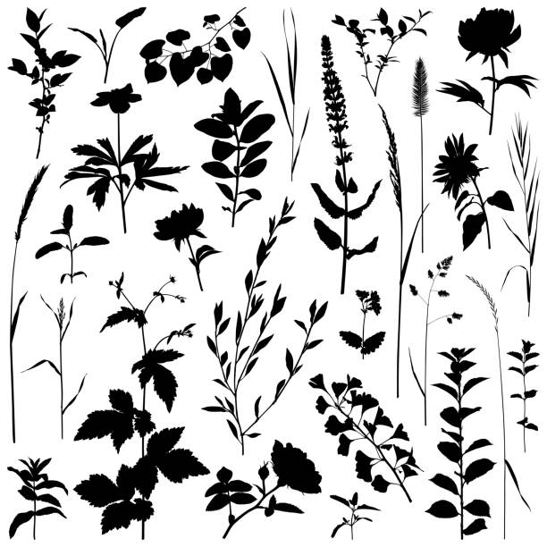 Plants silhouette, vector images Set of plants silhouettes. Detailed images isolated black on white background. Vector design elements. One color - black. grass patterns stock illustrations