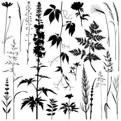 Plants silhouettes, vector images