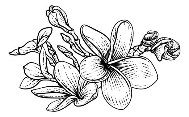 Plumeria Frangipani Tropical Bali Flower Drawing A Plumeria Or Frangipani Tropical Bali Flower In A Vintage Woodcut Etching Vintage Drawing Style black and white hibiscus cartoon stock illustrations