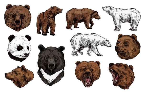 Polar, brown bear, grizzly and panda sketch Bear vector sketch with heads of predatory animal. Wild grizzly and panda, brown, polar and Asian black bears with angry muzzles, open mouth and sharp teeth. Zoo mascot and wildlife themes brown bear stock illustrations