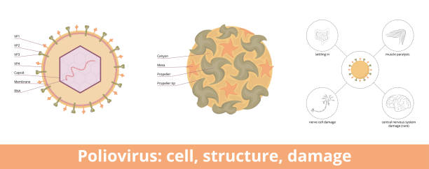 poliovirus: cell, structure, damage - polio stock illustrations