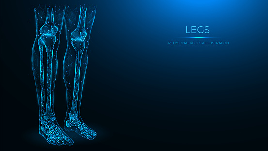 Polygonal anatomical vector illustration of human legs. Femur, patella, tibia, fibula, and foot bones. Low poly model of human legs. The concept of a medical template.