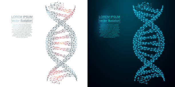 Polygonal DNA abstract image. Low poly wireframe Polygonal DNA abstract image. Vector closeup of concept human genome illustration. Low poly wireframe, geometry triangle, lines, dots, polygons, shapes dna silhouettes stock illustrations