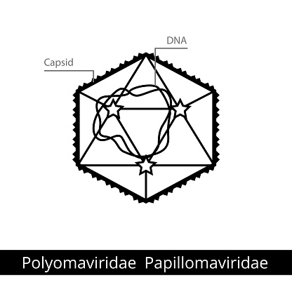polyomaviridae papillomaviridae