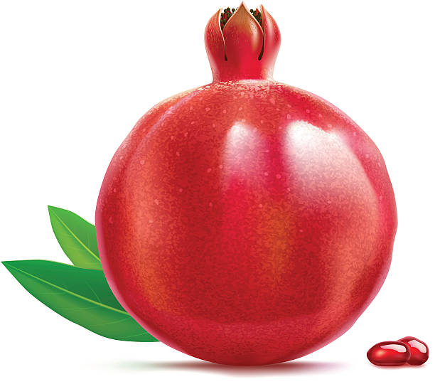 Pomegranate. vector art illustration