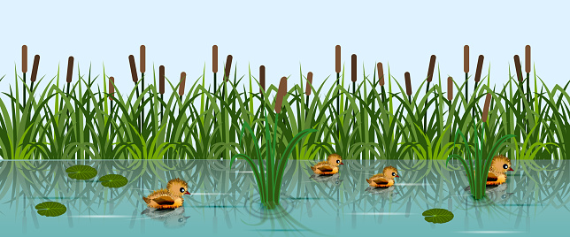 Pond or lake with swimming ducks and reeds in grass. Green grassland, river water, little funny duckling. Cartoon background, vector illustration