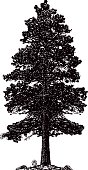 One Ponderosa Pine Tree silhouette line art. Isolated on white.