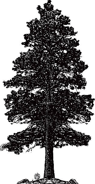 Ponderosa Pine Tree Silhouette Isolated On White One Ponderosa Pine Tree silhouette line art. Isolated on white. ponderosa pine tree stock illustrations