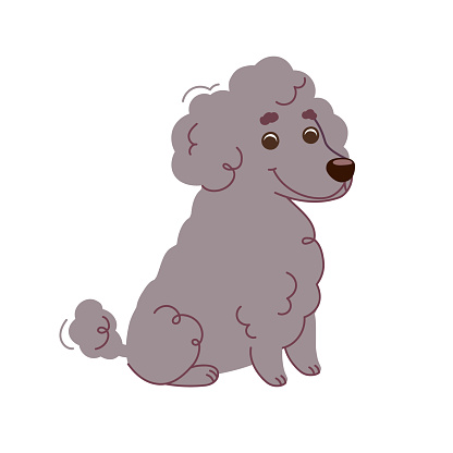 Poodle dog is sitting. Vector illustration in flat style isolated on white background.