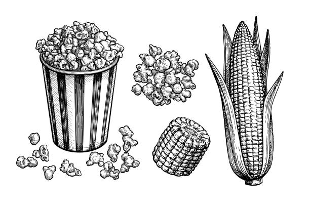 Popcorn and corn set. Popcorn in striped cup and ear of corn with leaves. Ink sketch set isolated on white background. Hand drawn vector illustration. Retro style. popcorn stock illustrations