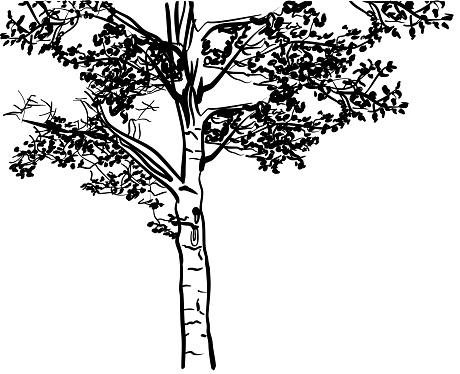Poplar Drawing