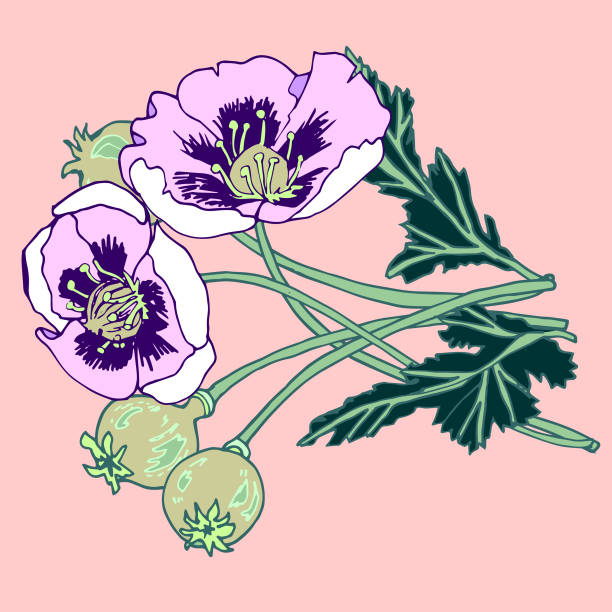 Poppies vector art illustration