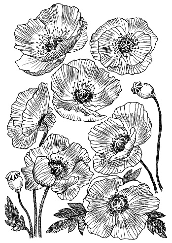 Poppy Flower Vector Drawing Set Isolated Wild Plant And Leaves