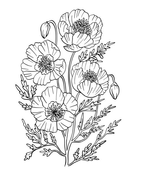 Poppy summer flower black and white outline drawing coloring vector illustration vector art illustration