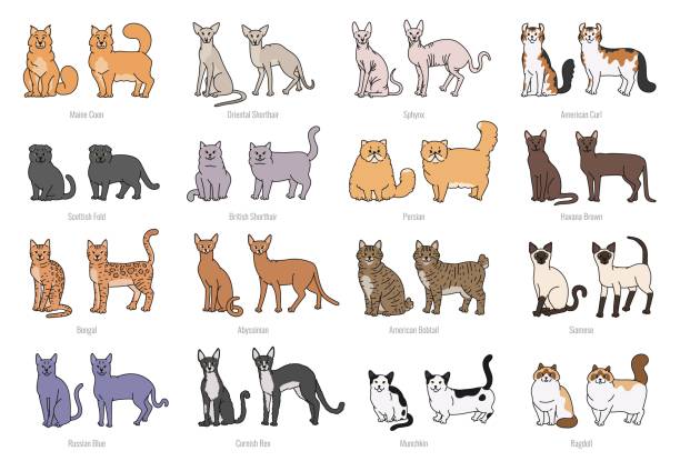 popüler kedi yüz ve profil doğurur. vektör kümesi kontur çizimi yalıtılmış illüstrasyon. - bengals stock illustrations