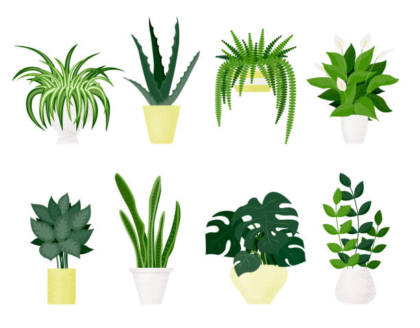 Popular indoor plants on white background Vector set of indoor plants and flowers in pots. Modern and trendy home decor fern stock illustrations