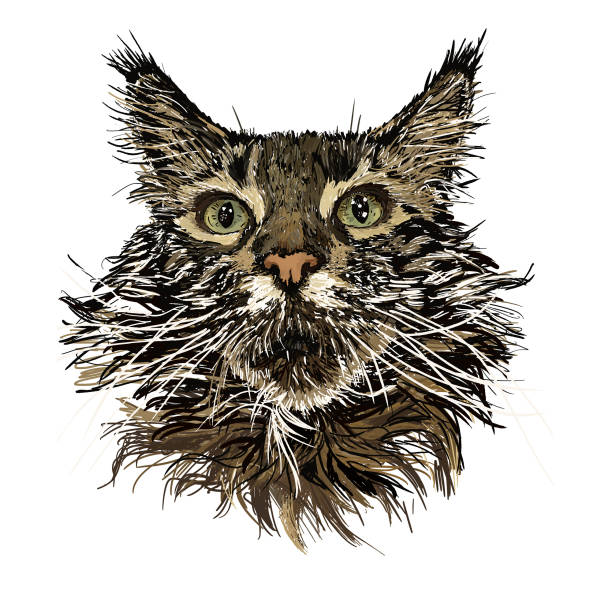 Best Maine Coon Cat Illustrations, RoyaltyFree Vector Graphics & Clip Art iStock