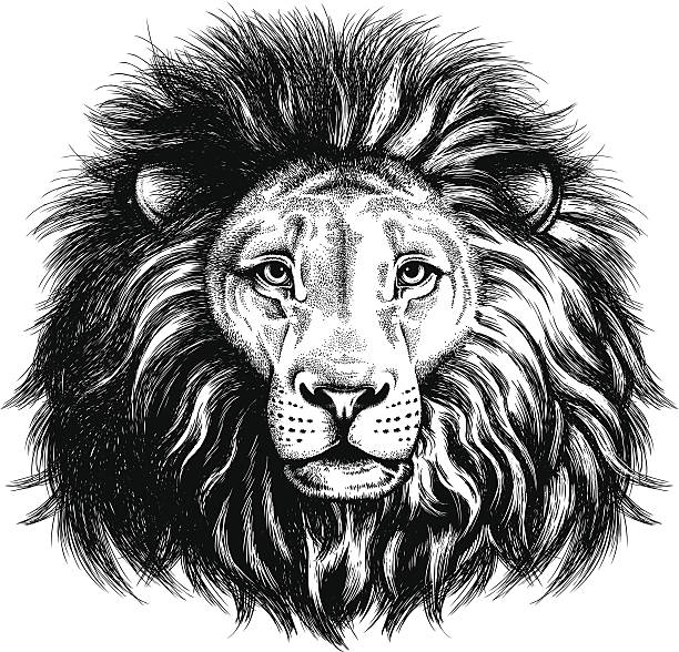 Portrait of a lion Black and white vector sketch of a majestic lion's face lion feline stock illustrations